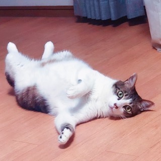 オスネコ 4歳
