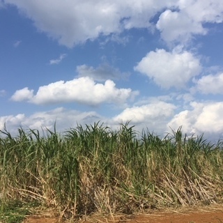 ※もう少しで応募〆切です【人気の西表島‼】★月収30万以上★この冬は南の島で＼ガッツリ／稼ごう♪ サトウキビ製糖製糖工場でのお仕事です！の画像