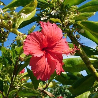 ※もう少しで応募〆切です【人気の西表島‼】★月収30万以上★この冬は南の島で＼ガッツリ／稼ごう♪ サトウキビ製糖製糖工場でのお仕事です！の画像