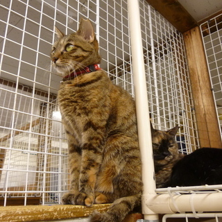 猫とのお見合い譲渡会　12/9