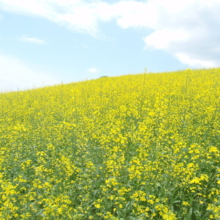 アルバイト急募！！移設作業の為男女お手伝い頂ける方連絡待ってます。 の画像