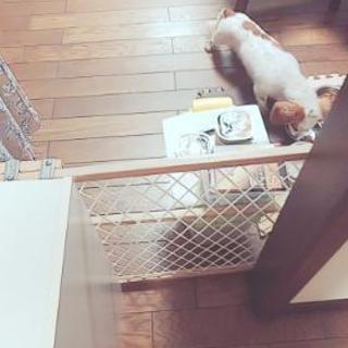 ミニチュアダックスフンド里親募集 色はクリームパイボールドと言う種類で珍しい柄です。 - 犬