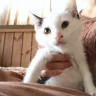 生後約2ヶ月 ハートを背負ってる豆福クン