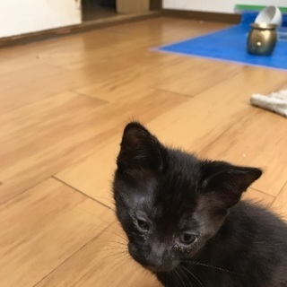 10月7日生まれのかわい子ちゃんです。