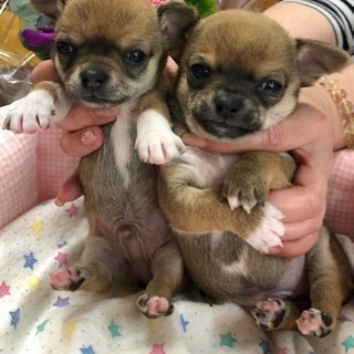 犬舎の掃除、犬のお世話