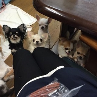 犬舎の掃除、犬のお世話の画像
