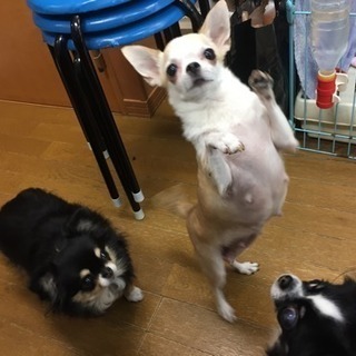 犬舎の掃除、犬のお世話の画像