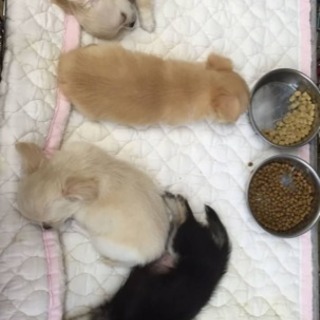 犬舎の掃除、犬のお世話の画像