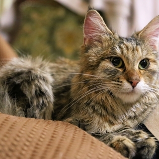 ややロングヘアーの若い猫1.7ｋｇでガリガリの猫を保護しました。