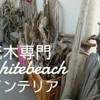 流木インテリア専門  whitebeach薩摩川内