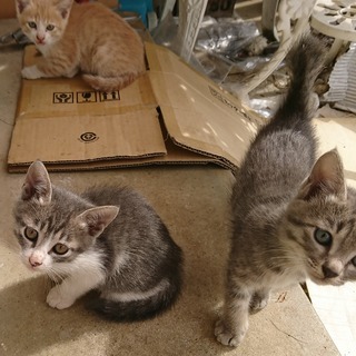3ヶ月の子猫3匹の里親さんを募集しています。