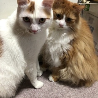 双子の猫ちゃん