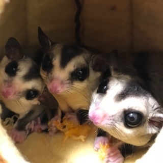 素敵なご家族に出会え、現在トライアル期間中です^_^