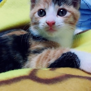 元気で甘えん坊の仔猫・黒が多い三毛ネコ