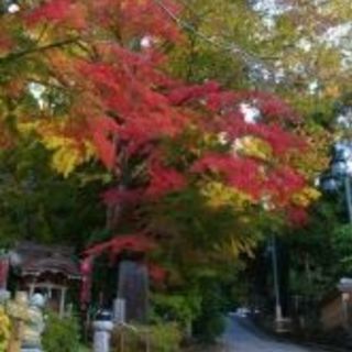 そうだ高尾山へ行こう❕