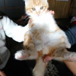 生後3ヶ月くらいの茶とら君