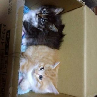 生後3ヶ月くらいの茶とら君 - 南津軽郡