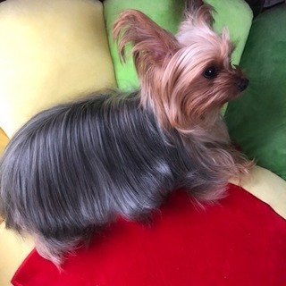 犬友達募集してます