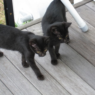 黒猫（メス）の里親さんになってください