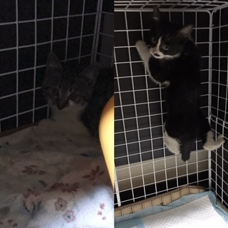 ありがとうございます！里親様決定しました！　キジシロ（雄）とハチ...