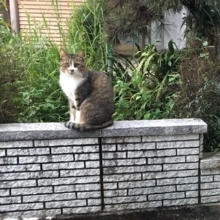 キジトラの美人さんです。