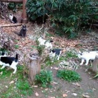 SOS急募  猫の3段ケージを譲って下さい