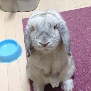 至急 うさぎ 里親募集しています