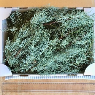 🌲ブルーアイス枝物🌲装飾用切花枝物の画像