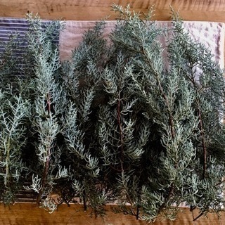 🌲ブルーアイス枝物🌲装飾用切花枝物の画像