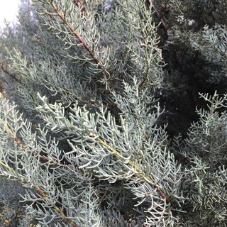 🌲ブルーアイス枝物🌲装飾用切花枝物の画像