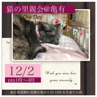 12/2猫の里親会＠亀有