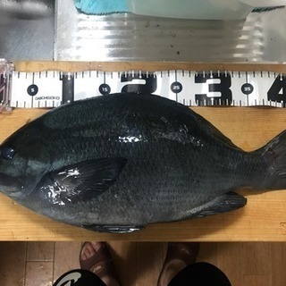 釣り仲間募集 - 調布市