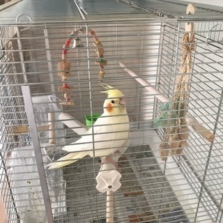 オカメインコ里親さん募集中です