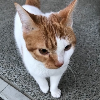 ☆★とても人懐こい★☆白茶オス猫、生後半年