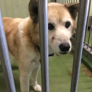 里親決定！有難うございました！柴ミックス風可愛い穏やかな男の子🐶...