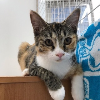 トライアル決定❣️保健所からレスキュー🐱甘えん坊のミケ子猫ちゃん...