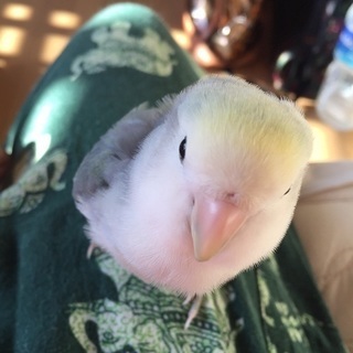可愛いコザクラインコの里親さん募集