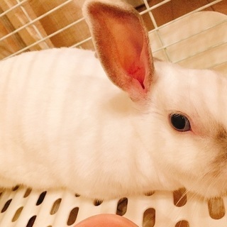 うさぎ  里親募集 1歳半