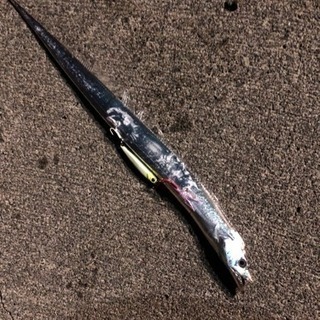 友達 釣り中 募集