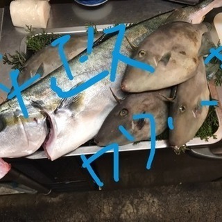 佐渡島のお魚第８弾！