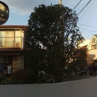 🎄植木　💮造園　世田谷　目黒🌸庭の手入れ　✂剪定　刈込　除草 - 世田谷区