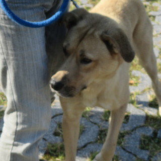 ♥里親決定💛センター収容の大型犬（体重25㎏）　