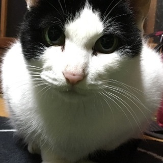 メス猫です！