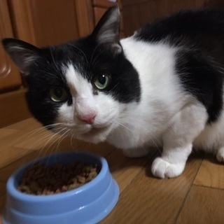 オスの猫です！