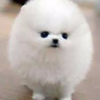 犬友募集🐶