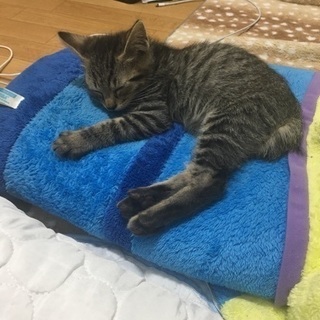 生後5ヶ月オス猫