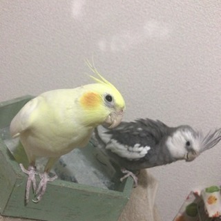 オカメインコ2匹 里親募集