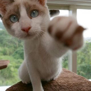 生後5ヶ月捨て猫7匹保護 　2･シロ ブルーアイ