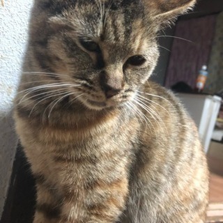 里親募集してます。