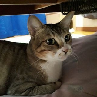 里親様募集です✨